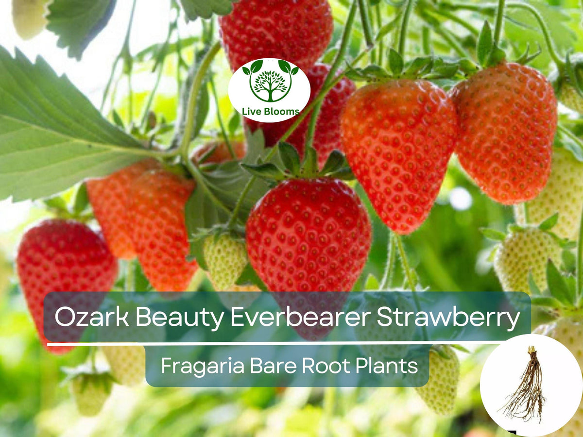 25 Ozark Beauty Everbearer Strawberry Bare Root Plants | Fragaria × ananassa | Heirloom, Sweet, Hardy Fruit Garden Starter