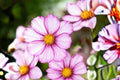 Petite Mixture Cosmos Seeds – Dwarf Wildflower Blend for Pollinator Gardens, Annual Cosmos bipinnatus, Pink, White, Rose