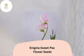 Enigma Sweet Pea Seeds | Pink Climbing Vine for Gardens | Lathyrus odoratus | 50+ Untreated Seeds