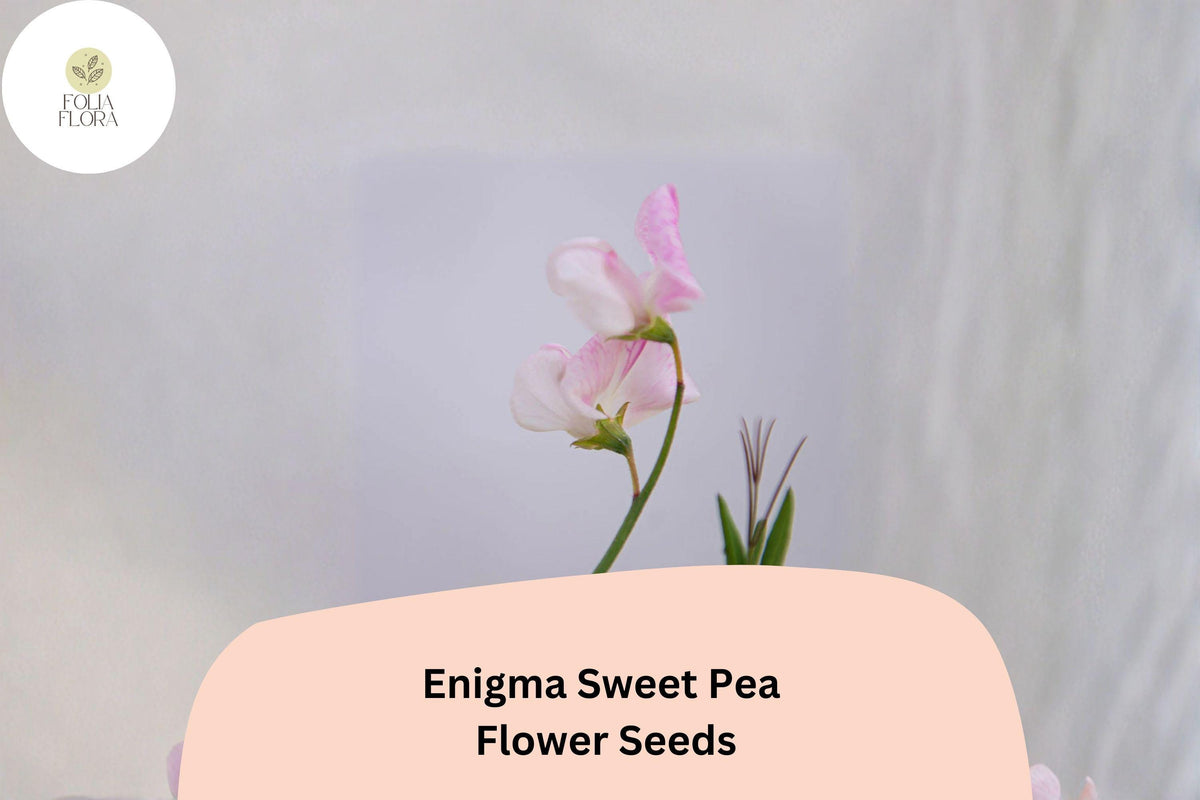 Enigma Sweet Pea Seeds | Pink Climbing Vine for Gardens | Lathyrus odoratus | 50+ Untreated Seeds