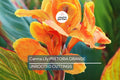 Canna Lily Pretoria Bengal Tiger Bulb – Orange Variegated Flowers, Tropical Garden Plant, Award-Winning, USDA Zones 8-11