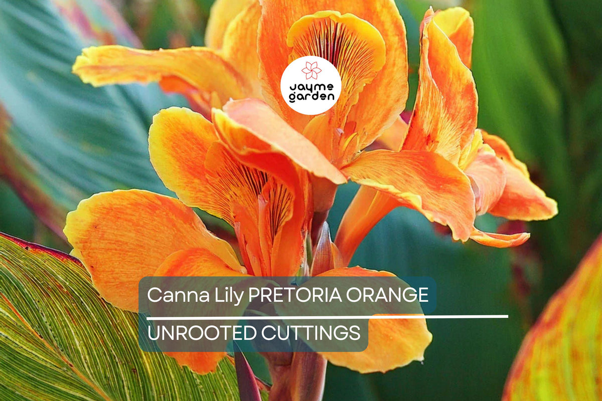 Canna Lily Pretoria Bengal Tiger Bulb – Orange Variegated Flowers, Tropical Garden Plant, Award-Winning, USDA Zones 8-11