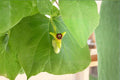 Dutchman’s Pipevine Seeds – Aristolochia tomentosa Climbing Vine for Shade Gardens, Host Plant for Swallowtail Butterflies