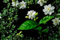 Night Blooming Jasmine Cuttings – Fragrant Cestrum nocturnum Shrub, 5 Fresh Clippings for Garden or Container Planting