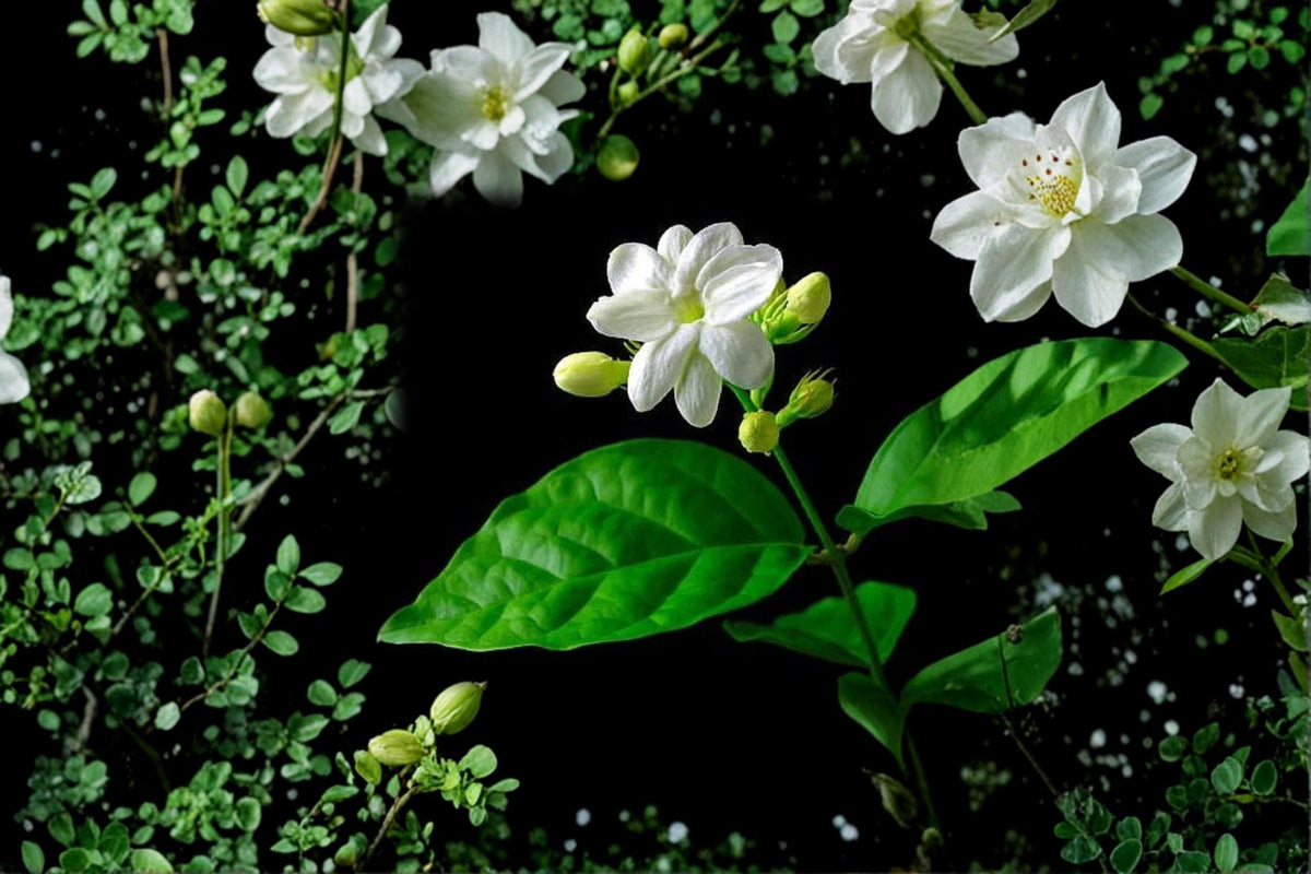 Night Blooming Jasmine Cuttings – Fragrant Cestrum nocturnum Shrub, 5 Fresh Clippings for Garden or Container Planting
