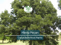 Hardy Pecan Tree Seedlings – 12–16” Nut-Bearing Shade Trees for Orchards & Yards – Carya illinoinensis