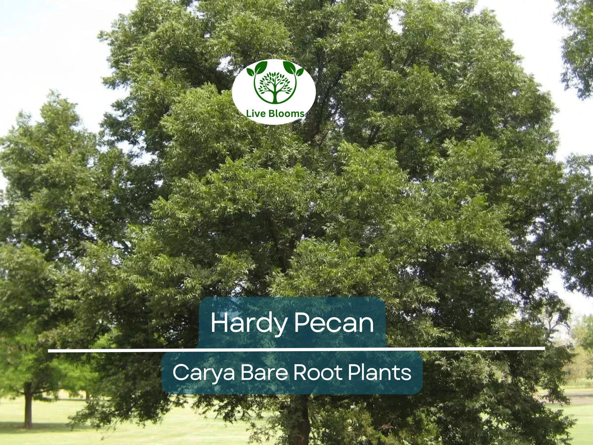 Hardy Pecan Tree Seedlings – 12–16” Nut-Bearing Shade Trees for Orchards & Yards – Carya illinoinensis