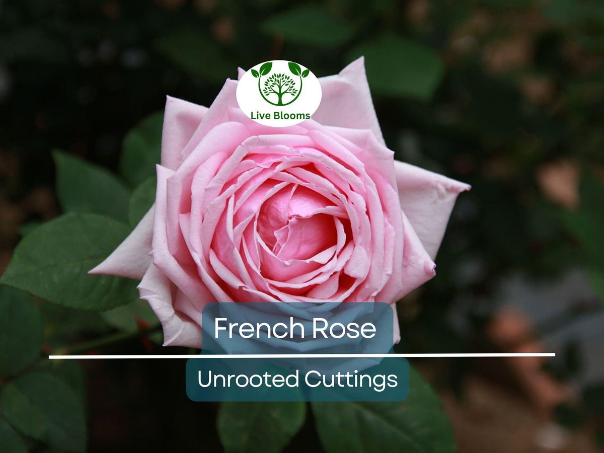French Rose Unrooted Cuttings 6-8" | Rosa Propagation for Garden, Rooting & Planting