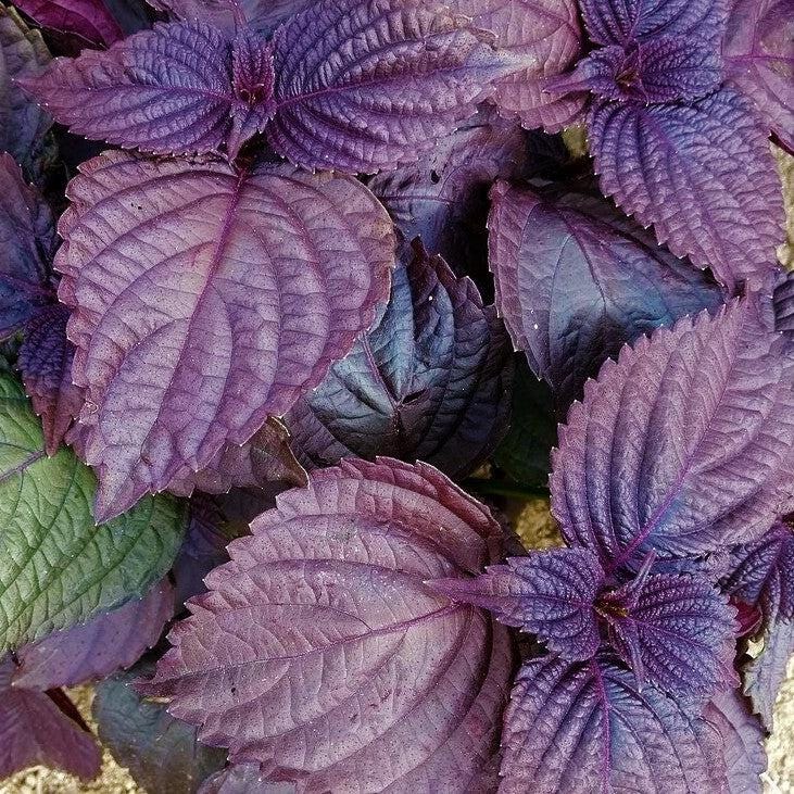 Red Shiso Perilla Seeds 3 Pack 500mg – Purple Culinary Herb for Pickling, Garnishes, Japanese Garden Planting