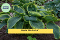 Hosta ‘Wu-La-La’ Live Perennial in 5.25” Pot – Shade-Loving Blue-Green Foliage, Chartreuse Edges, Proven Winners Plant