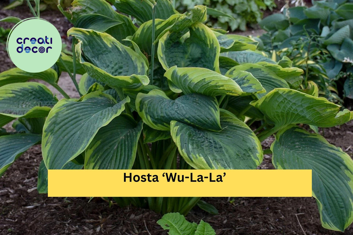 Hosta ‘Wu-La-La’ Live Perennial in 5.25” Pot – Shade-Loving Blue-Green Foliage, Chartreuse Edges, Proven Winners Plant