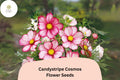 Candystripe Cosmos Seeds | Pink White Bicolor Flowers | Cosmos bipinnatus | Easy to Grow Garden Annual