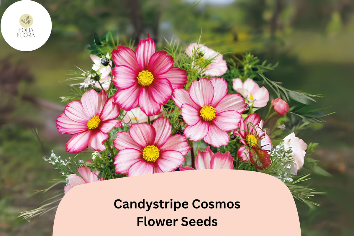 Candystripe Cosmos Seeds | Pink White Bicolor Flowers | Cosmos bipinnatus | Easy to Grow Garden Annual