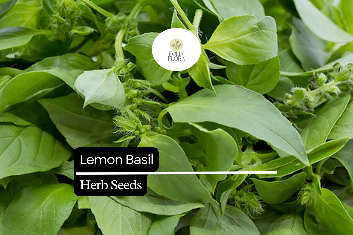 500 Lemon Basil Seeds – Fragrant Culinary Herb for Gardens & Pots – Ocimum basilicum var. citriodora