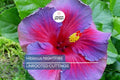 Rare Hibiscus Nightfire Cuttings – 3 Unrooted Exotic Flowering Plant Propagation, Vibrant Red Blooms, Easy to Root Hibiscus Starter