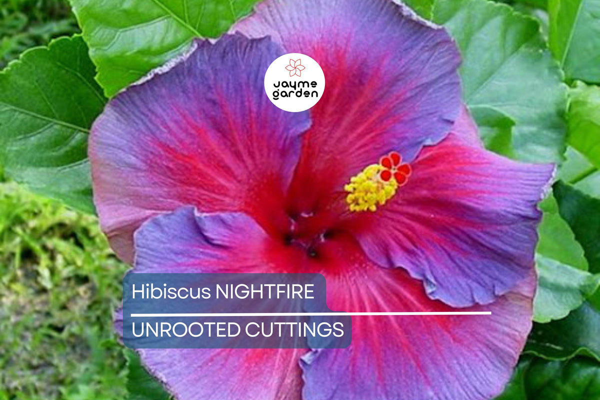 Rare Hibiscus Nightfire Cuttings – 3 Unrooted Exotic Flowering Plant Propagation, Vibrant Red Blooms, Easy to Root Hibiscus Starter