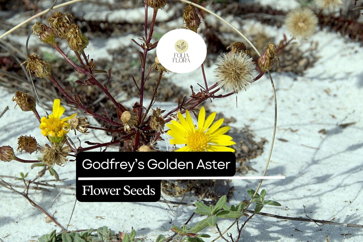 25 Godfrey’s Golden Aster Seeds | Chrysopsis godfreyi Native Wildflower for Bees & Butterflies