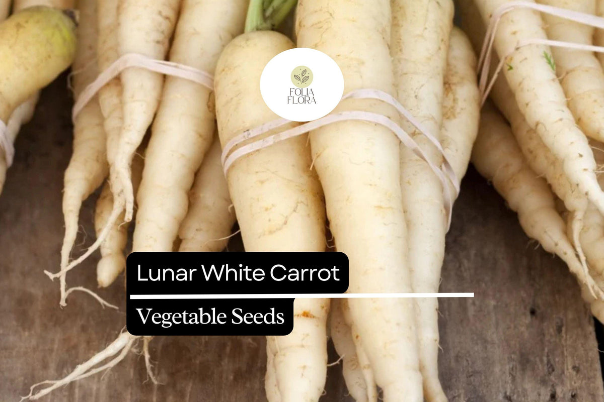 200 Seeds Lunar White Carrot Daucus carota Heirloom Sweet White Roots for Fresh Eating & Cooking