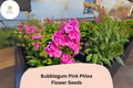 100+ Bubblegum Pink Phlox Seeds – Perennial Garden Flowers, Phlox paniculata, Bright Pink, Butterfly & Pollinator Attracting Seeds