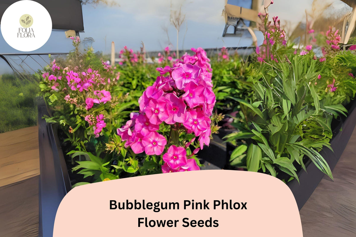 100+ Bubblegum Pink Phlox Seeds – Perennial Garden Flowers, Phlox paniculata, Bright Pink, Butterfly & Pollinator Attracting Seeds