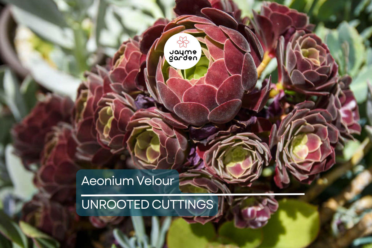 Aeonium Velour Succulent Cutting – 3-Inch Rosette, Burgundy Red & Green Foliage, Drought Tolerant, Full Sun, Propagation Plant