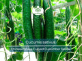 10 Seeds Chinese Snake Cucumber, Curved Heirloom Variety, Cucumis sativus, Long, Slender, Crisp, Sweet Flavor, Heat Tolerant