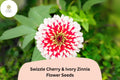 Swizzle Cherry & Ivory Zinnia Seeds - Bi-Color Blooms, Pollinator Magnet, Zinnia elegans, 100+ Seeds