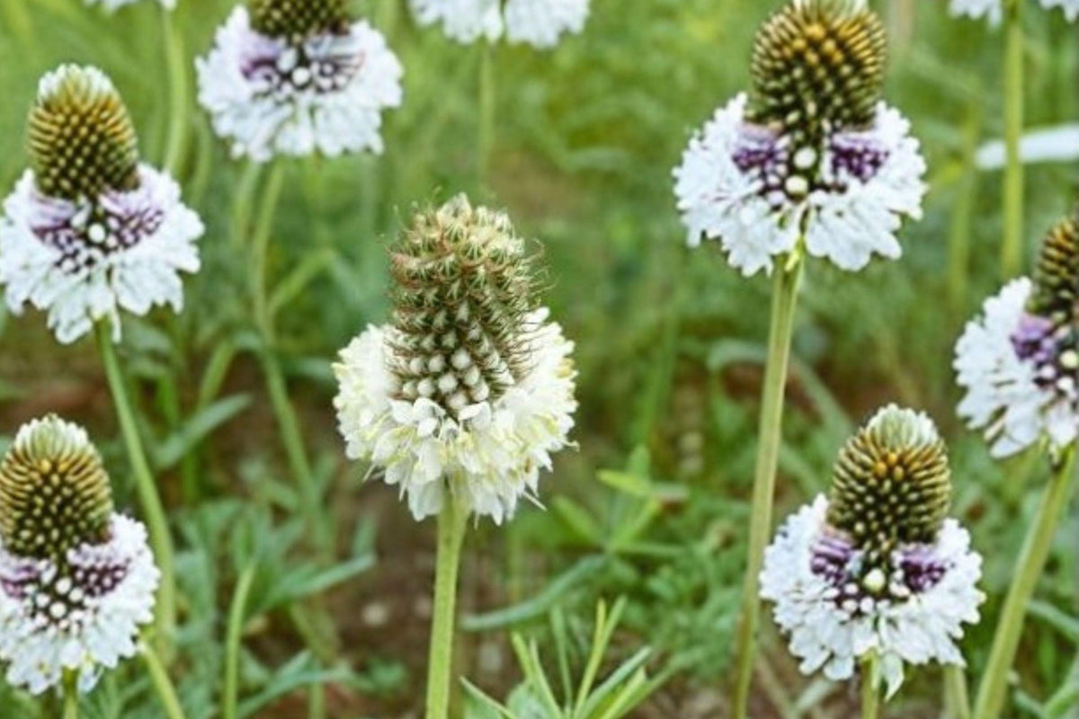 White Prairie Clover Seeds – Dalea candida – Native Legume for Pollinator Gardens & Prairie Restoration, 100 Seeds