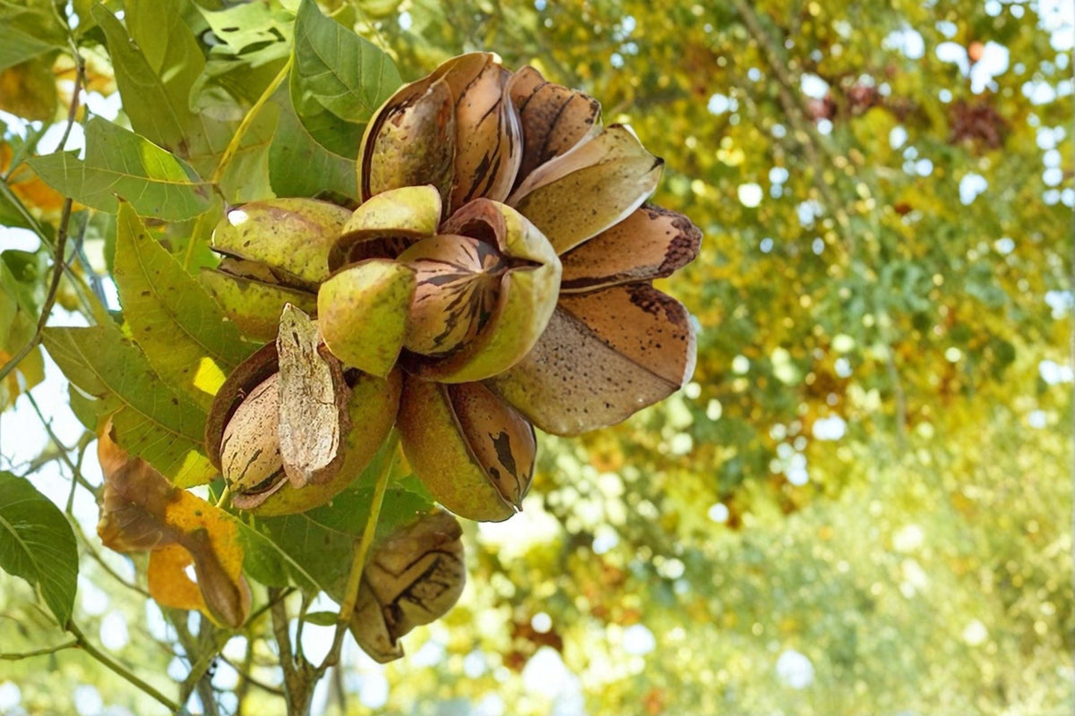 Stewart Pecan Nut Tree Bare Root 1-2 ft Tall Carya illinoinensis Edible Pecan Plants