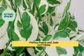 Pothos ‘Pearls and Jade’ Cuttings – Variegated Epipremnum aureum Indoor Trailing Houseplant, Unrooted Vining Plant, Easy Propagation