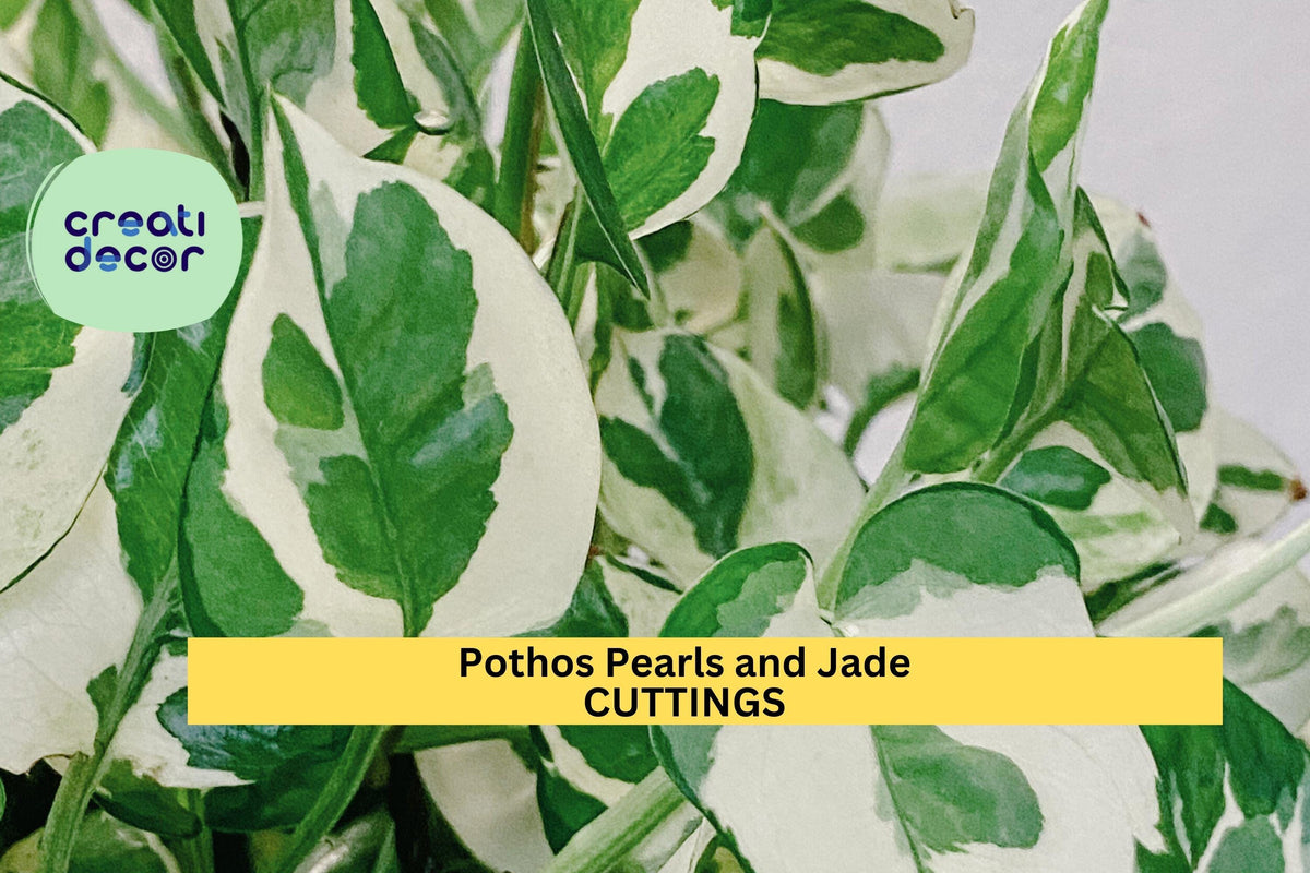 Pothos ‘Pearls and Jade’ Cuttings – Variegated Epipremnum aureum Indoor Trailing Houseplant, Unrooted Vining Plant, Easy Propagation