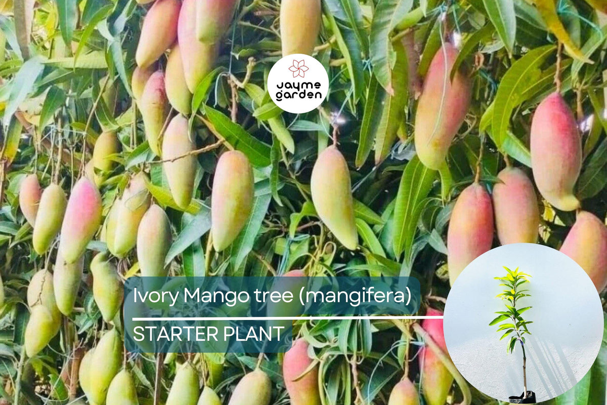Ivory Mango Tree Grafted 3'-4' | Fiberless Tropical Mango | Container-Friendly Live Tree | Mangifera spp.