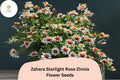 100+ Zahara Starlight Rose Zinnia Seeds – Non-GMO Annual Flowers for Garden Borders & Containers – Zinnia marylandica