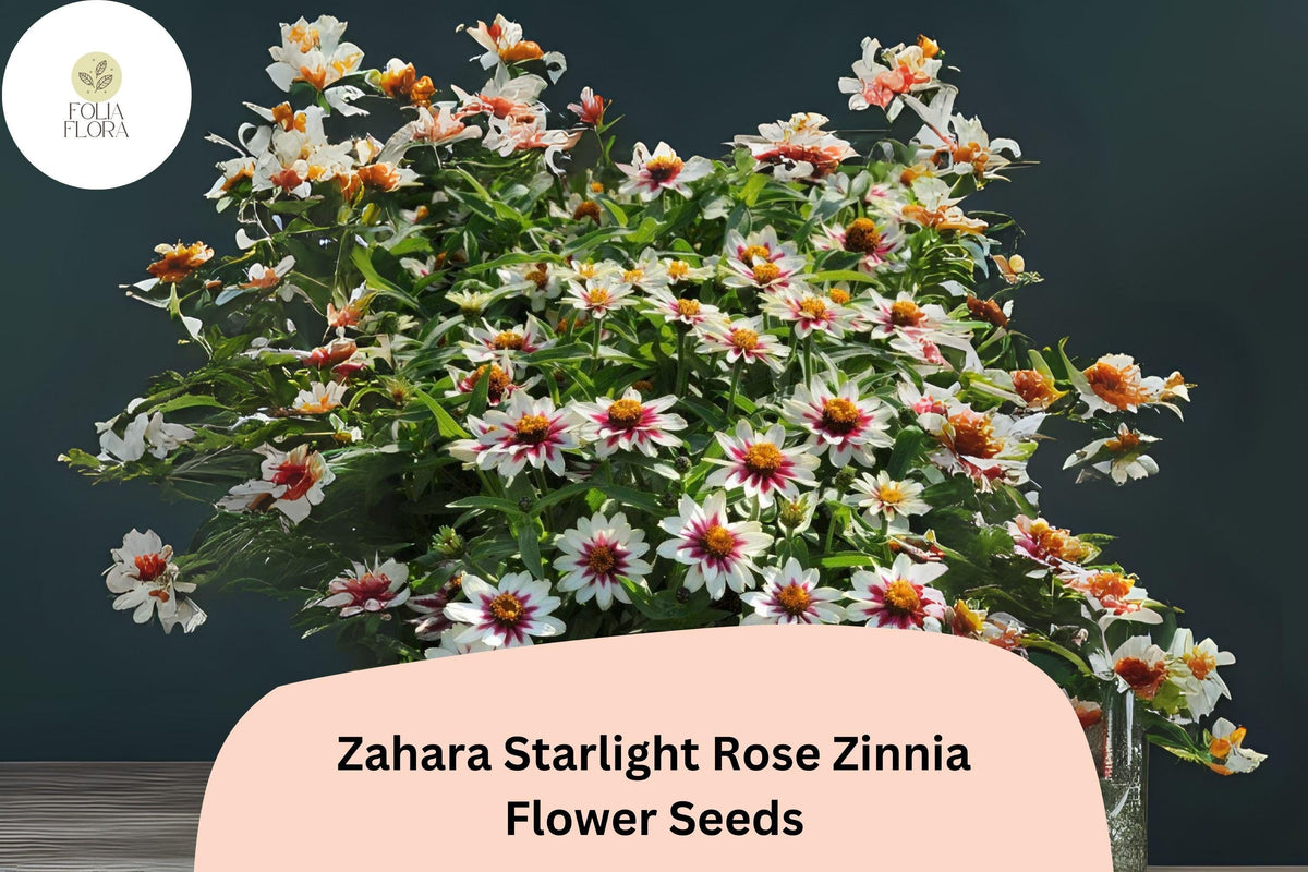 100+ Zahara Starlight Rose Zinnia Seeds – Non-GMO Annual Flowers for Garden Borders & Containers – Zinnia marylandica