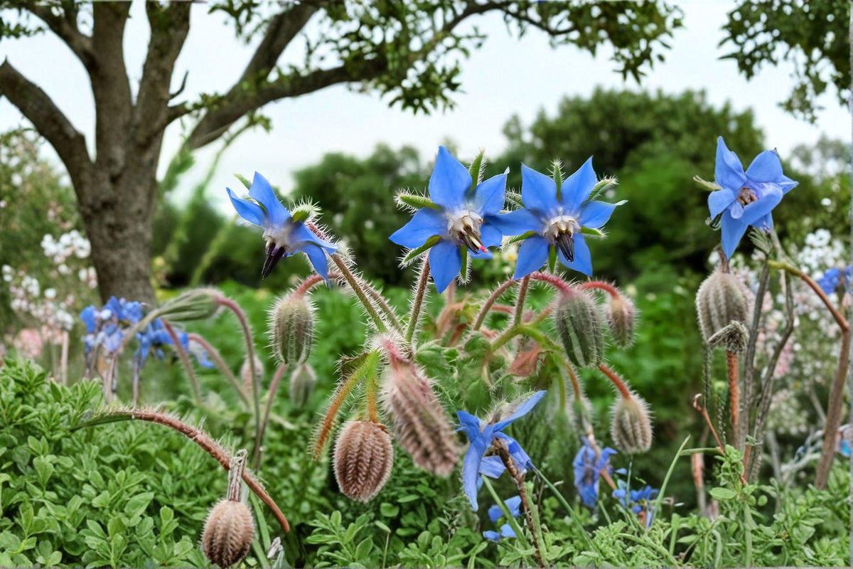 Borage Herb Seeds 50 | Edible Blue Flowers | Cucumber Flavor | Pollinator Magnet | Borago officinalis