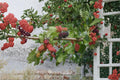 White Mulberry Live Plants – 18" Morus alba Fruit Tree for Garden and Orchard