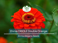200 Seeds Zinnia elegans Oriole Double Orange Non-GMO Flower Seeds for Garden, Attracts Pollinators, Easy to Grow