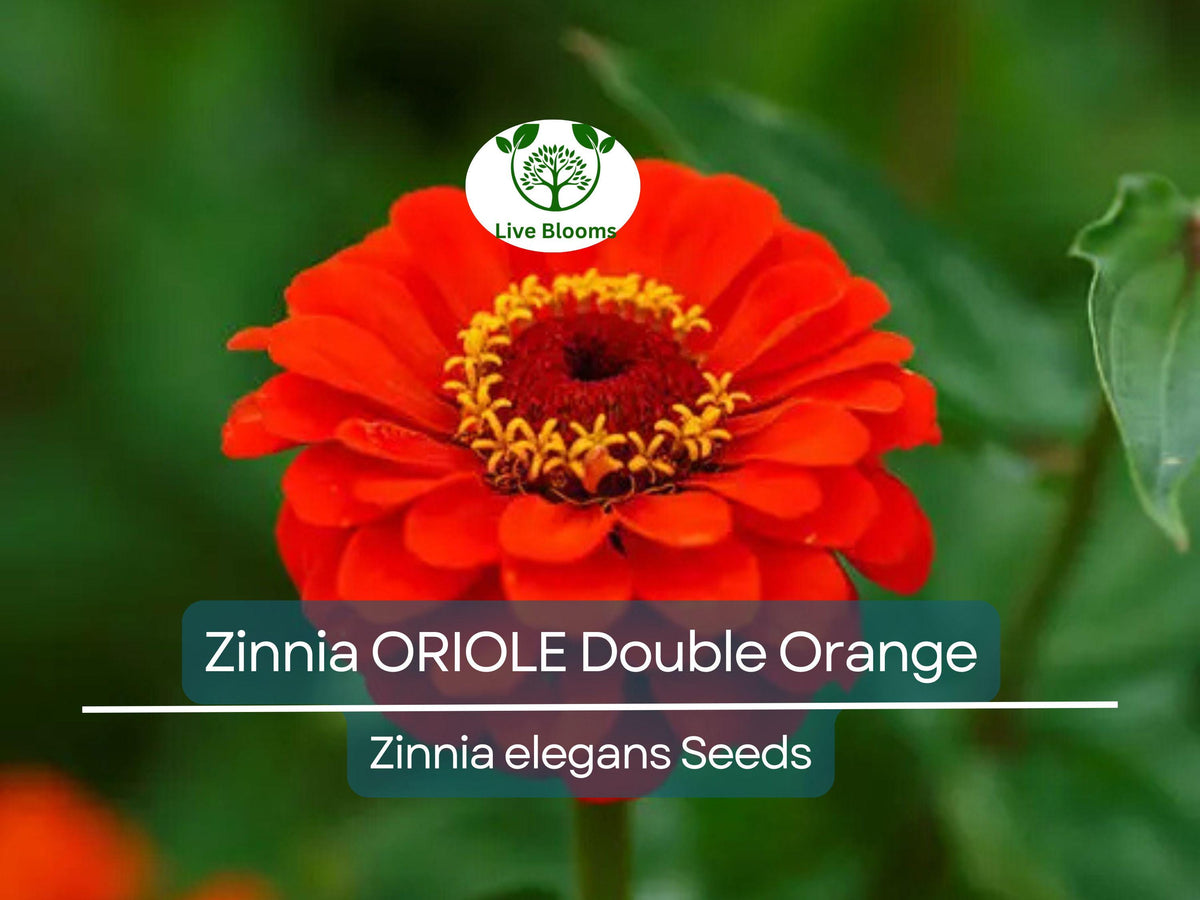 200 Seeds Zinnia elegans Oriole Double Orange Non-GMO Flower Seeds for Garden, Attracts Pollinators, Easy to Grow
