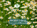 Roman Chamomile Seeds – 500 Non-GMO Heirloom Perennial Herb for Tea, Garden, Aromatic, Matricaria recutita
