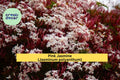 Pink Jasmine Starter Plant – Jasminum polyanthum Vine with Fragrant Pink-White Blooms for Garden or Patio