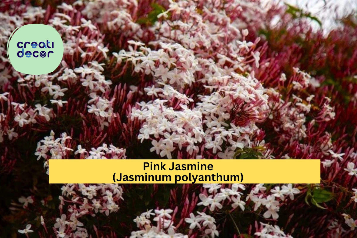 Pink Jasmine Starter Plant – Jasminum polyanthum Vine with Fragrant Pink-White Blooms for Garden or Patio