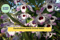 Dendrobium Nobile Orchid Keikis – Live Baby Plants for Propagation, Fragrant Pink, White, Lavender Blooms, Indoor or Greenhouse