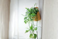 Pothos Pearls and Jade Cuttings 4-5" Variegated Indoor Plant Epipremnum aureum, Trailing Houseplant