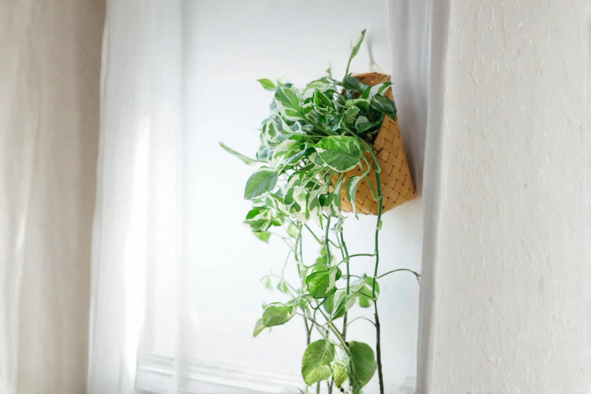Pothos Pearls and Jade Cuttings 4-5" Variegated Indoor Plant Epipremnum aureum, Trailing Houseplant