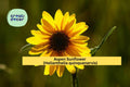 Aspen Sunflower Seeds – 25 Native Wildflower Seeds, Helianthella quinquenervis, Yellow Blooms, Pollinator Friendly, Mountain Perennial