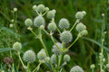 100 Rattlesnake Master Seeds – Eryngium yuccifolium Native Prairie Wildflower Pollinator Plant
