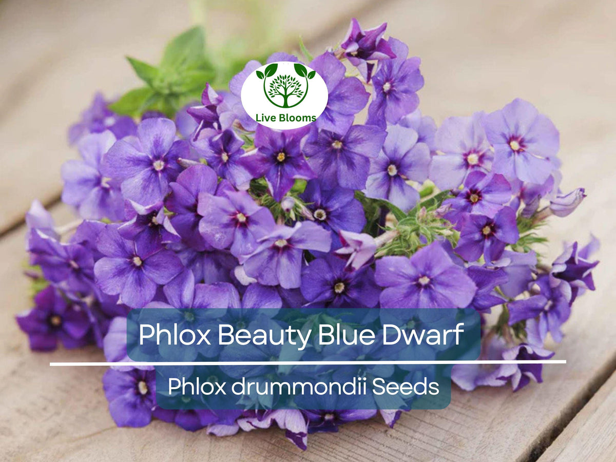 Phlox Seeds 100 Pack - Beauty Blue Dwarf, Rare Blue Blooms, Non-GMO, Pollinator-Friendly Perennial for Garden, Container, Border