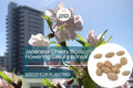 Japanese Cherry Blossom Bonsai Seeds, Prunus serrulata, Pink Flowers, Flowering Ornamental Tree, Sakura Tree Seeds, Indoor & Outdoor