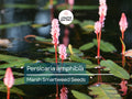50 Seeds Persicaria Amphibia Marsh Smartweed Aquatic Perennial Water-Loving Plant for Ponds & Wetlands