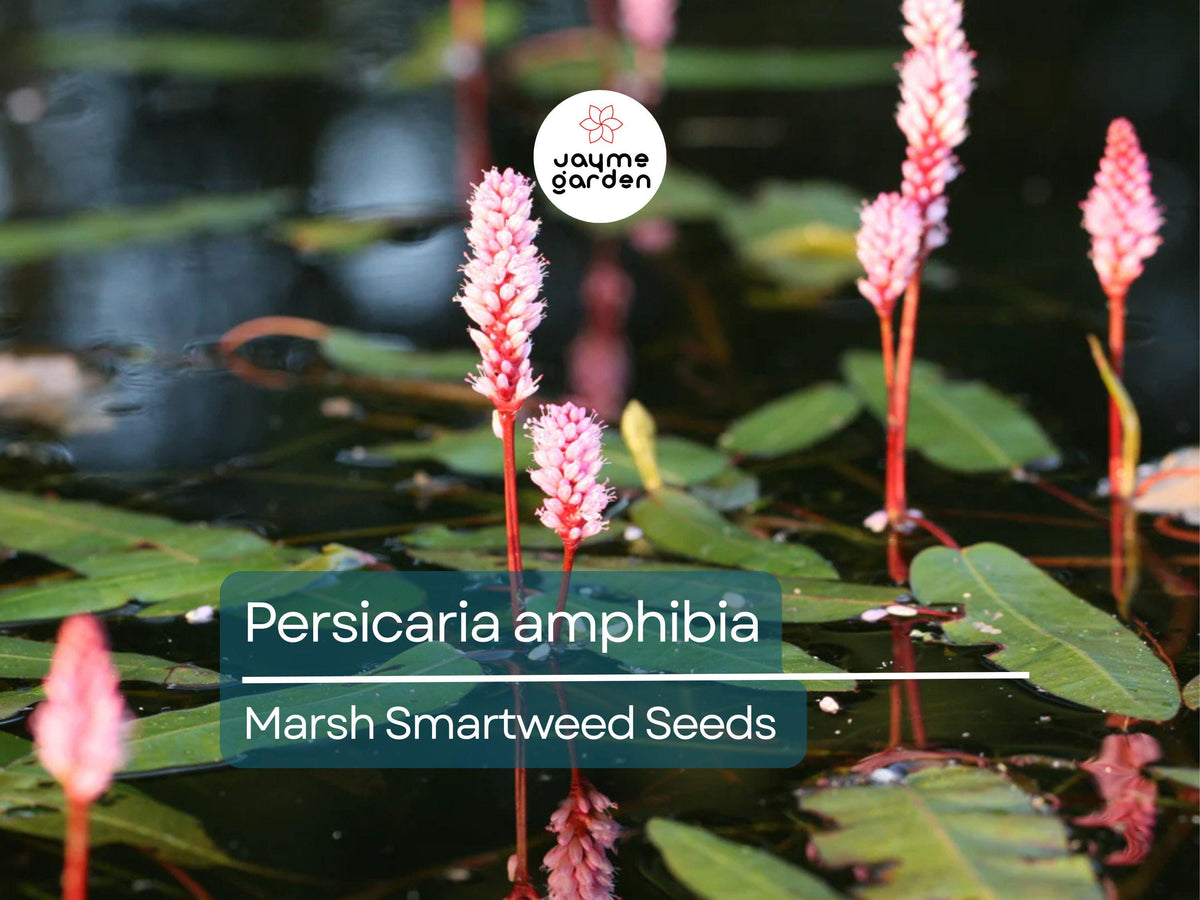 50 Seeds Persicaria Amphibia Marsh Smartweed Aquatic Perennial Water-Loving Plant for Ponds & Wetlands
